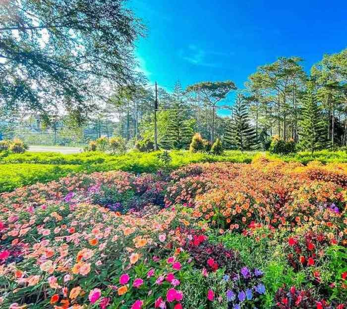 Những mùa hoa ở Măng Đen – Nét đẹp nao lòng mọi du khách